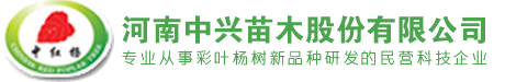 中兴红叶杨