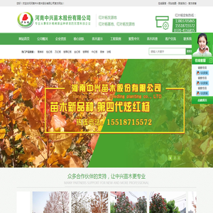 中兴红叶杨